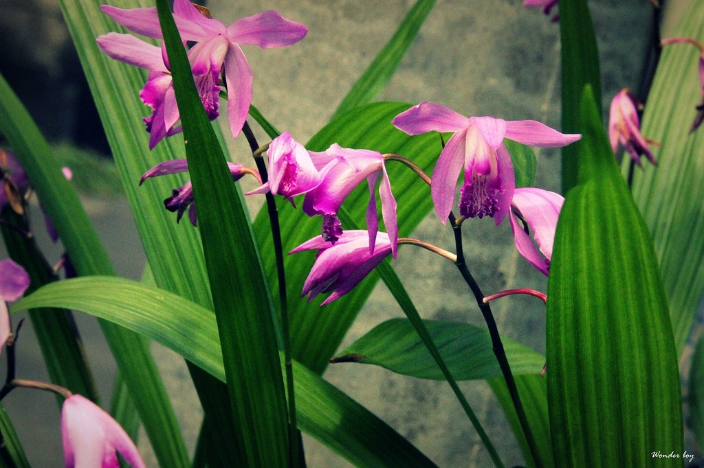 庭の花.jpg